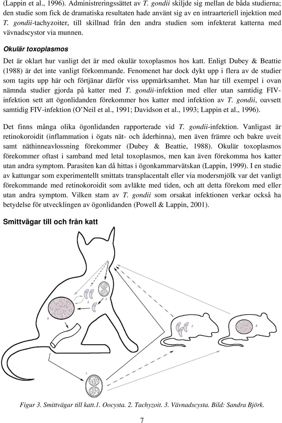 Enligt Dubey & Beattie (1988) är det inte vanligt förkommande. Fenomenet har dock dykt upp i flera av de studier som tagits upp här och förtjänar därför viss uppmärksamhet.