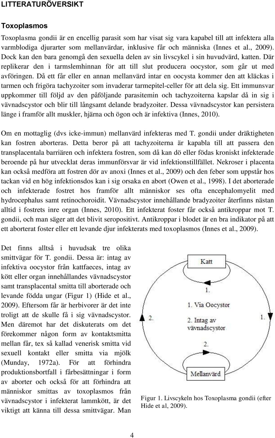 Där replikerar den i tarmslemhinnan för att till slut producera oocystor, som går ut med avföringen.