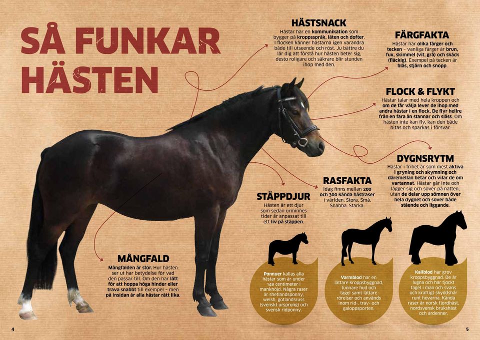 FÄRGFAKTA Hästar har olika färger och tecken vanliga färger är brun, fux, skimmel (vit, grå) och skäck (fläckig). Exempel på tecken är bläs, stjärn och snopp.