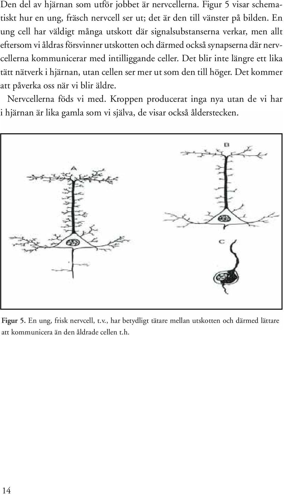 celler. Det blir inte längre ett lika tätt nätverk i hjärnan, utan cellen ser mer ut som den till höger. Det kommer att påverka oss när vi blir äldre. Nervcellerna föds vi med.