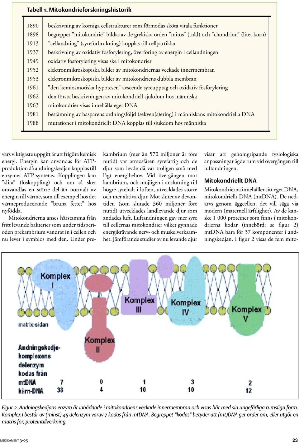 korn) 1913 cellandning (syreförbrukning) kopplas till cellpartiklar 1937 beskrivning av oxidativ fosforylering, överföring av energin i cellandningen 1949 oxidativ fosforylering visas ske i