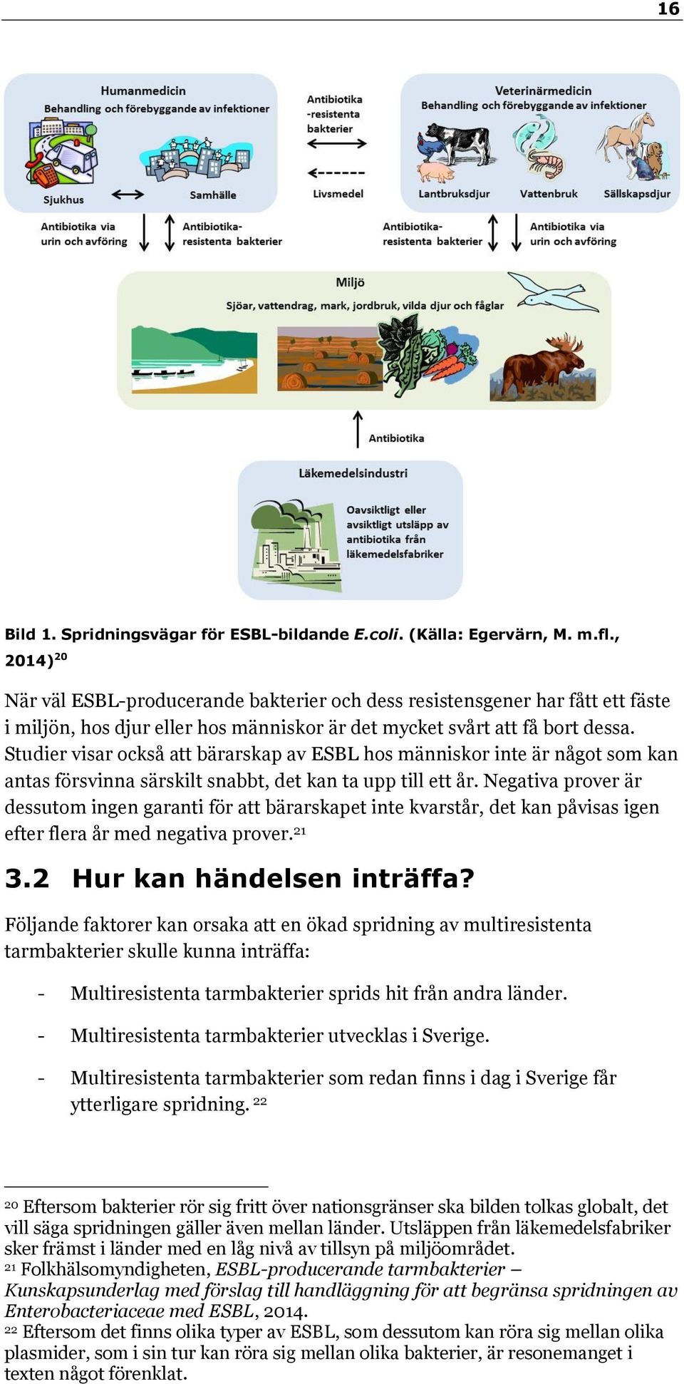 Studier visar också att bärarskap av ESBL hos människor inte är något som kan antas försvinna särskilt snabbt, det kan ta upp till ett år.