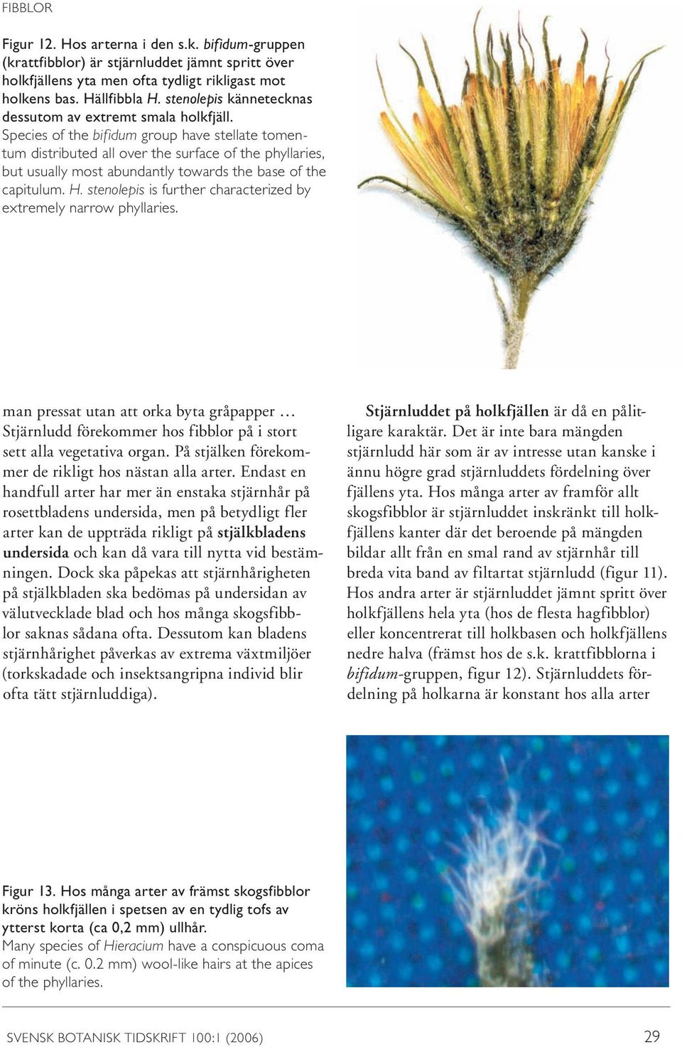 Species of the bifidum group have stellate tomentum distributed all over the surface of the phyllaries, but usually most abundantly towards the base of the capitulum. H.