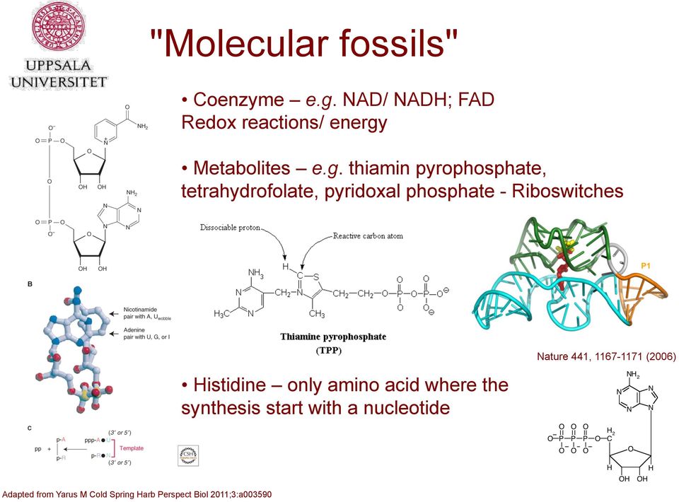 Metabolites e.g.