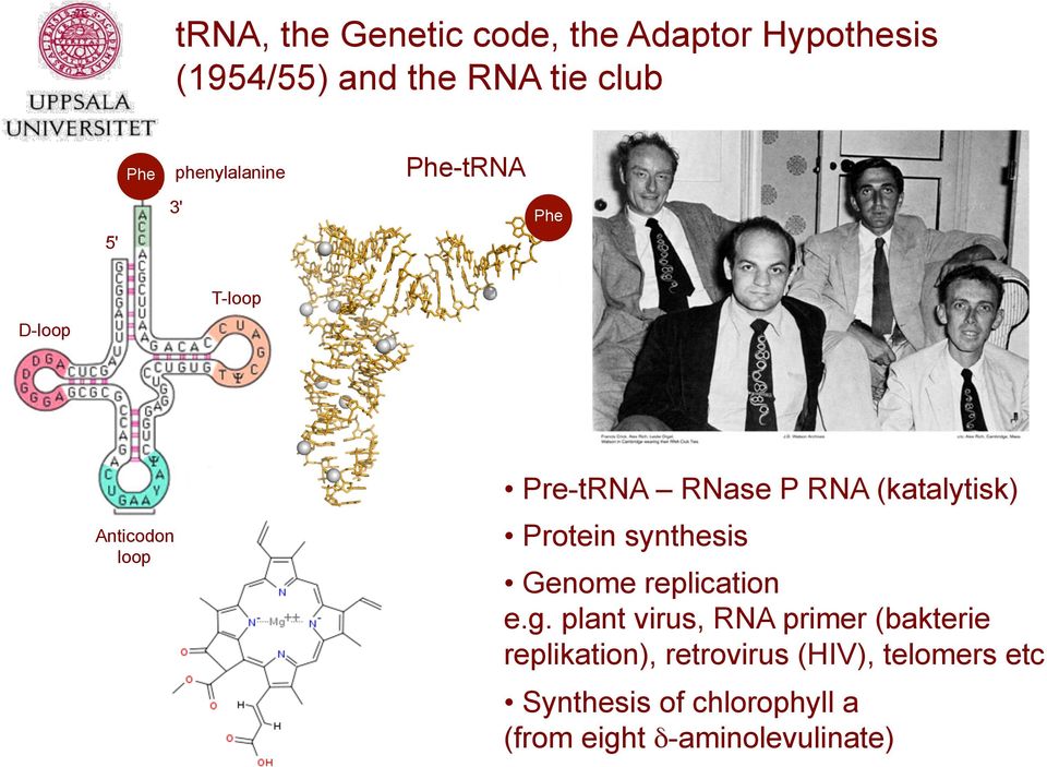 (katalytisk) Protein synthesis Genome replication e.g.