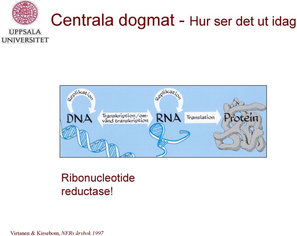 Ribonucleotide reductase!