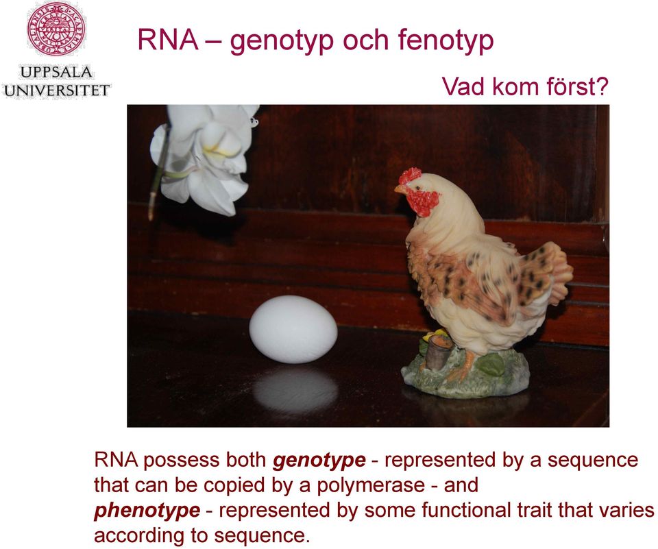 that can be copied by a polymerase - and phenotype -