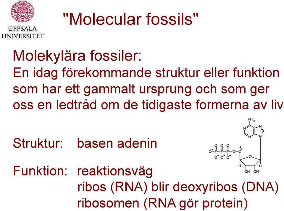 om de tidigaste formerna av liv Struktur: basen adenin Funktion: