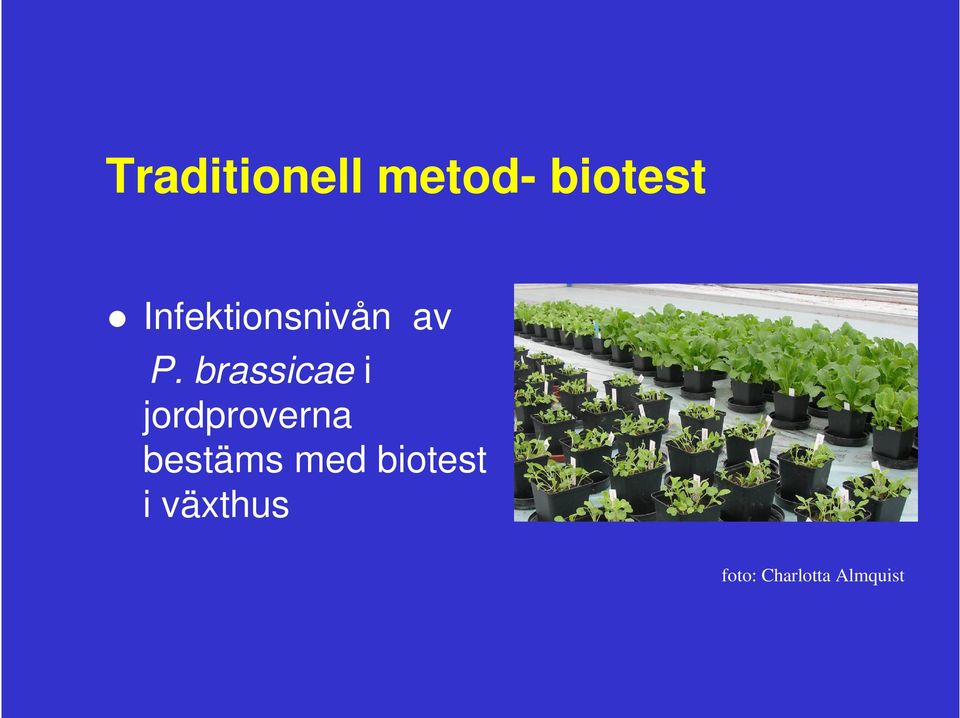 brassicae i jordproverna bestäms