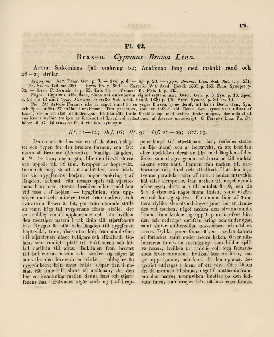 Yngre. Cyprinus iride flava, pinna ani ossiculorum viginti septem. Art. Descr. Gen. p. 3. Syn. p. 13. Spec. p. 23 n:o 12 samt Cypr. Farenus. Ekström Vet. Acad. Handl. 1830 p. 175. Nilss. Synops. p. 30 n:o 10.