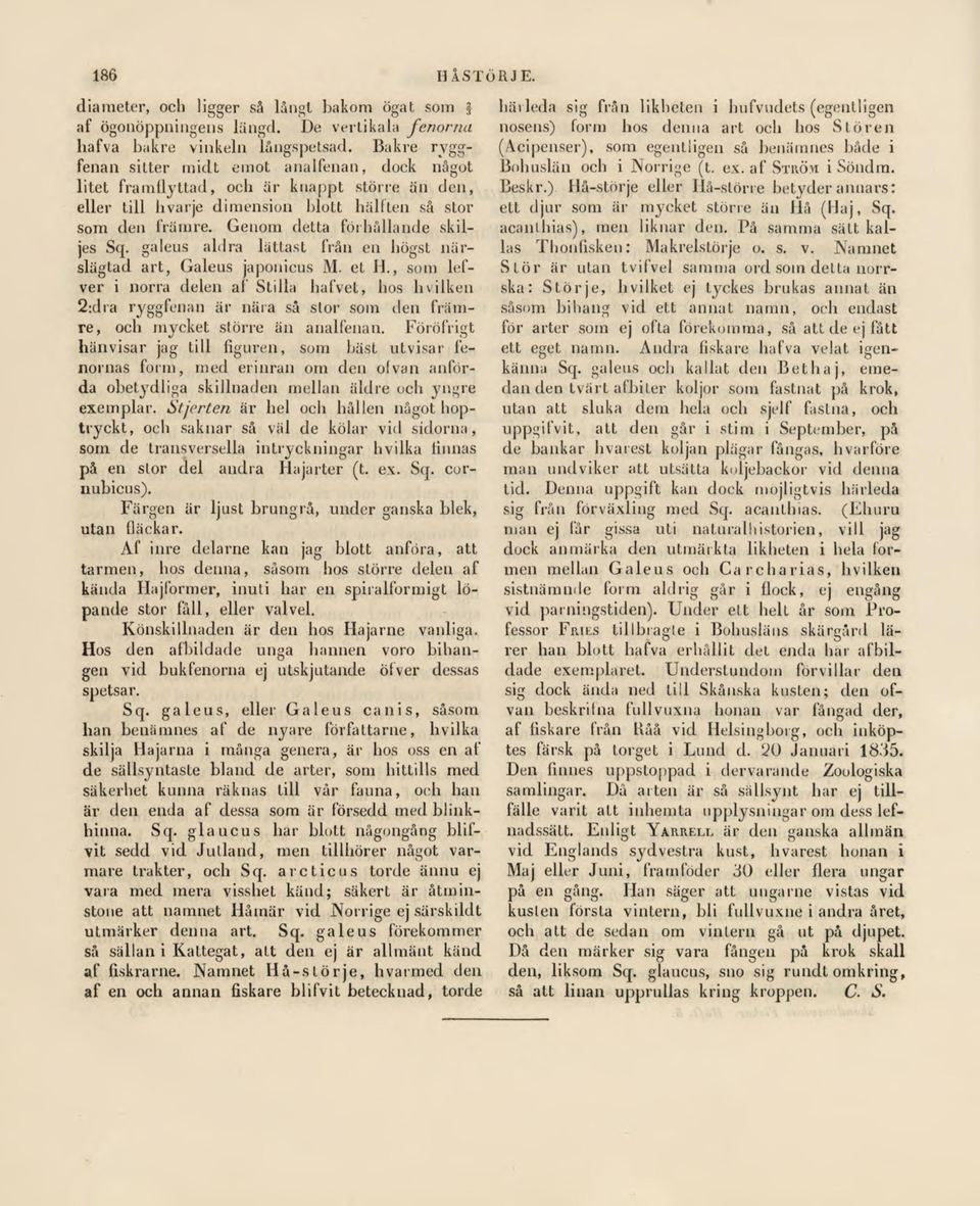 Genom detta förhållande skiljes Sq. galeus aldra lättast från en högst närslägtad art, Galeus japonicus M. et H.