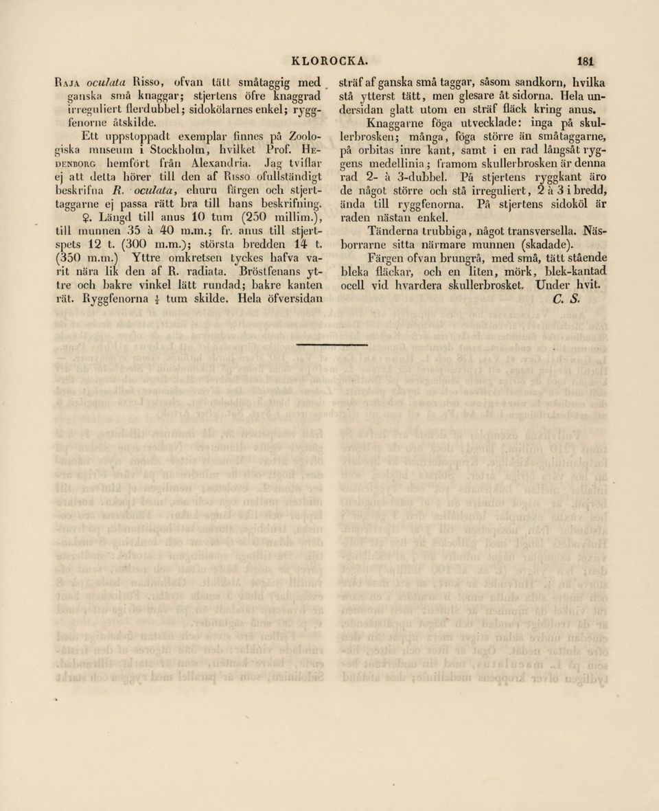 oculata, ehuru färgen och stjerttaggarne ej passa rätt bra till hans beskrifning.?. Längd till anus 10 tum (250 millim.), till munnen 35 a 40 m.m.; fr. anus till stjertspets 12 t. (300 m.m.); största bredden 14 t.