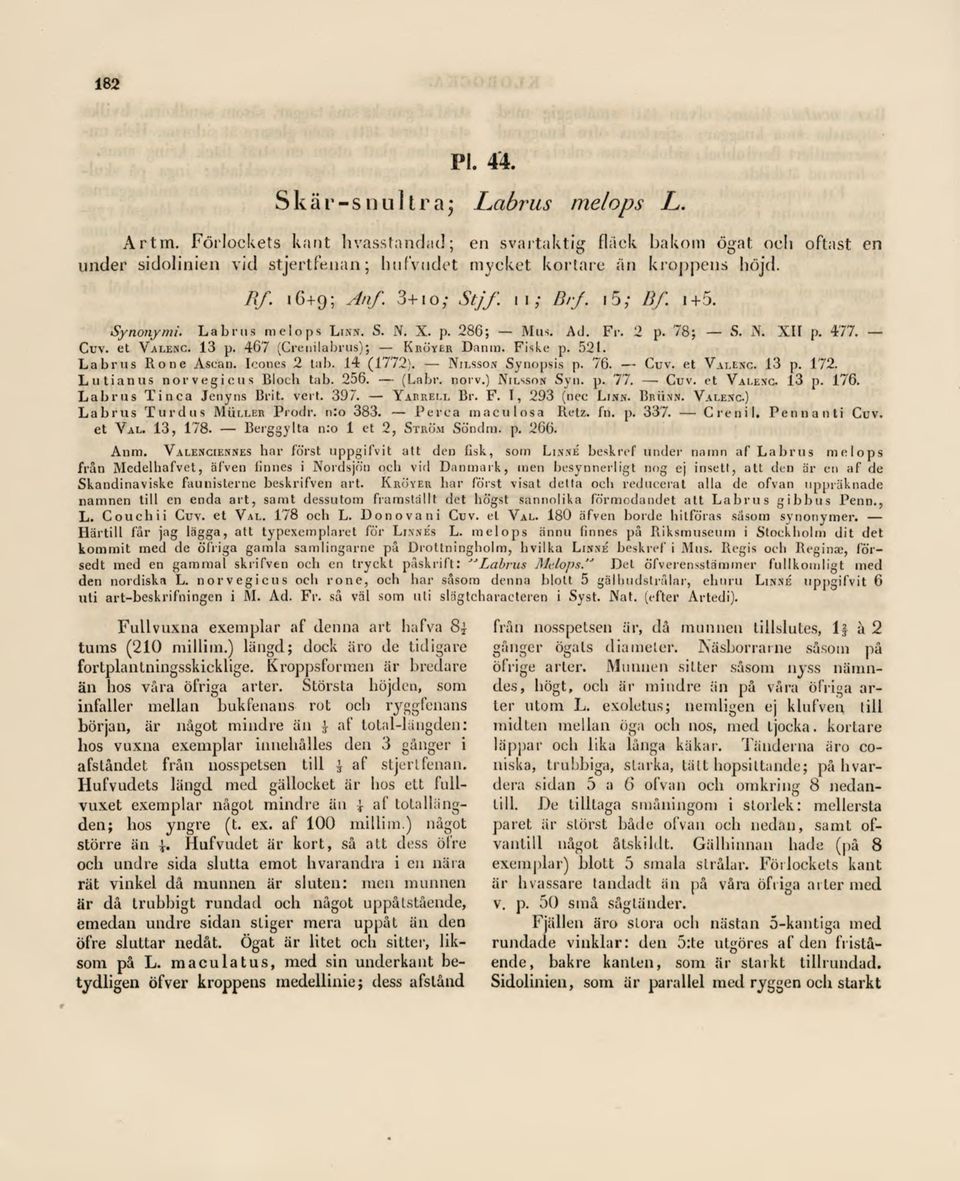 521. Labrus Rone Asean. Iconcs 2 tab. 14 (1772). Nilsson Synopsis p. 76. Cuv. et Valenc. 13 p. 172. Lutianus norvegieus Bloch tab. 256. (Labr, norv.) Nilsson Syn. p. 77. Cuv. et Valenc. 13 p. 176.