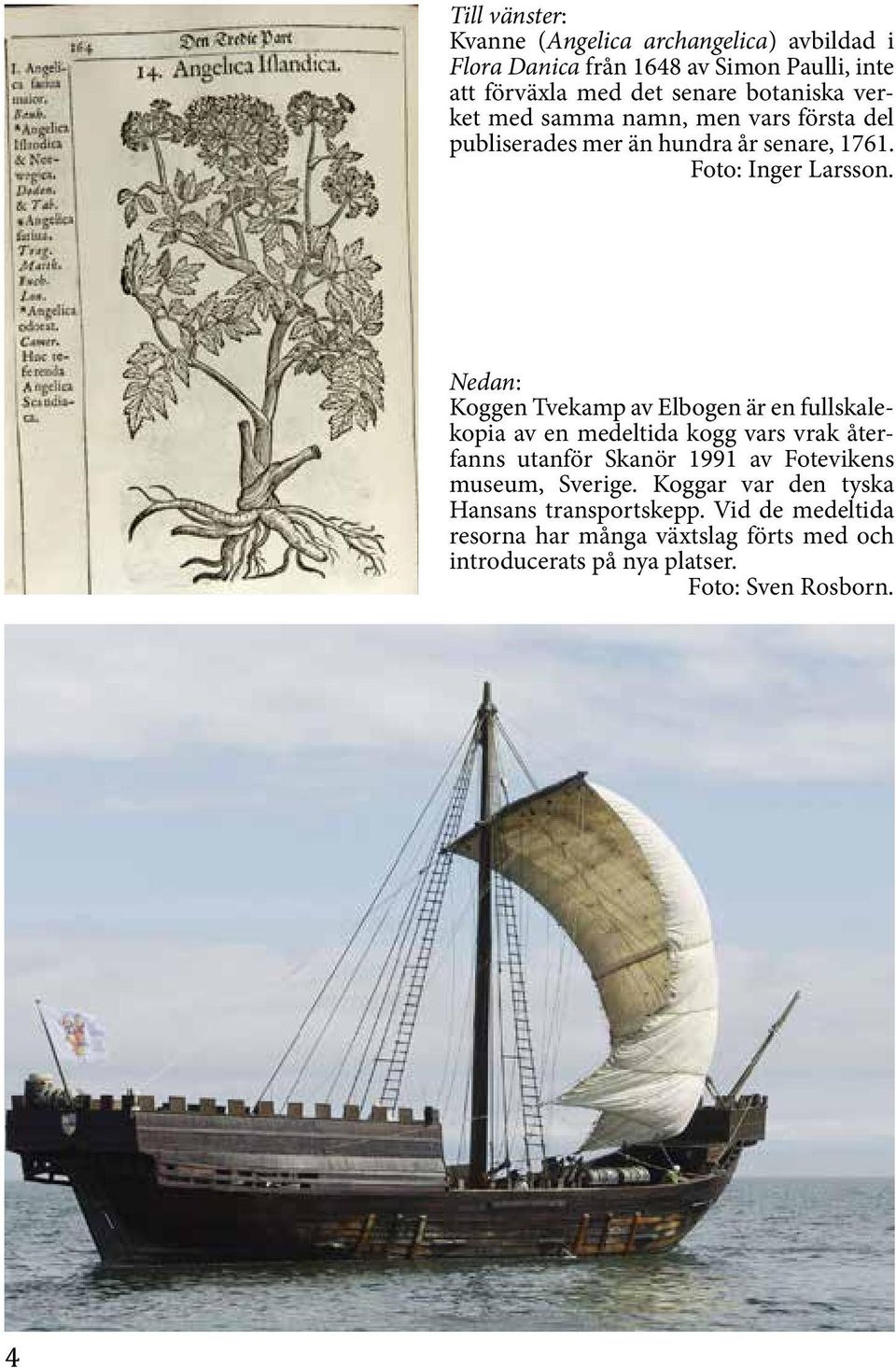 Nedan: Koggen Tvekamp av Elbogen är en fullskalekopia av en medeltida kogg vars vrak återfanns utanför Skanör 1991 av Fote vikens museum,