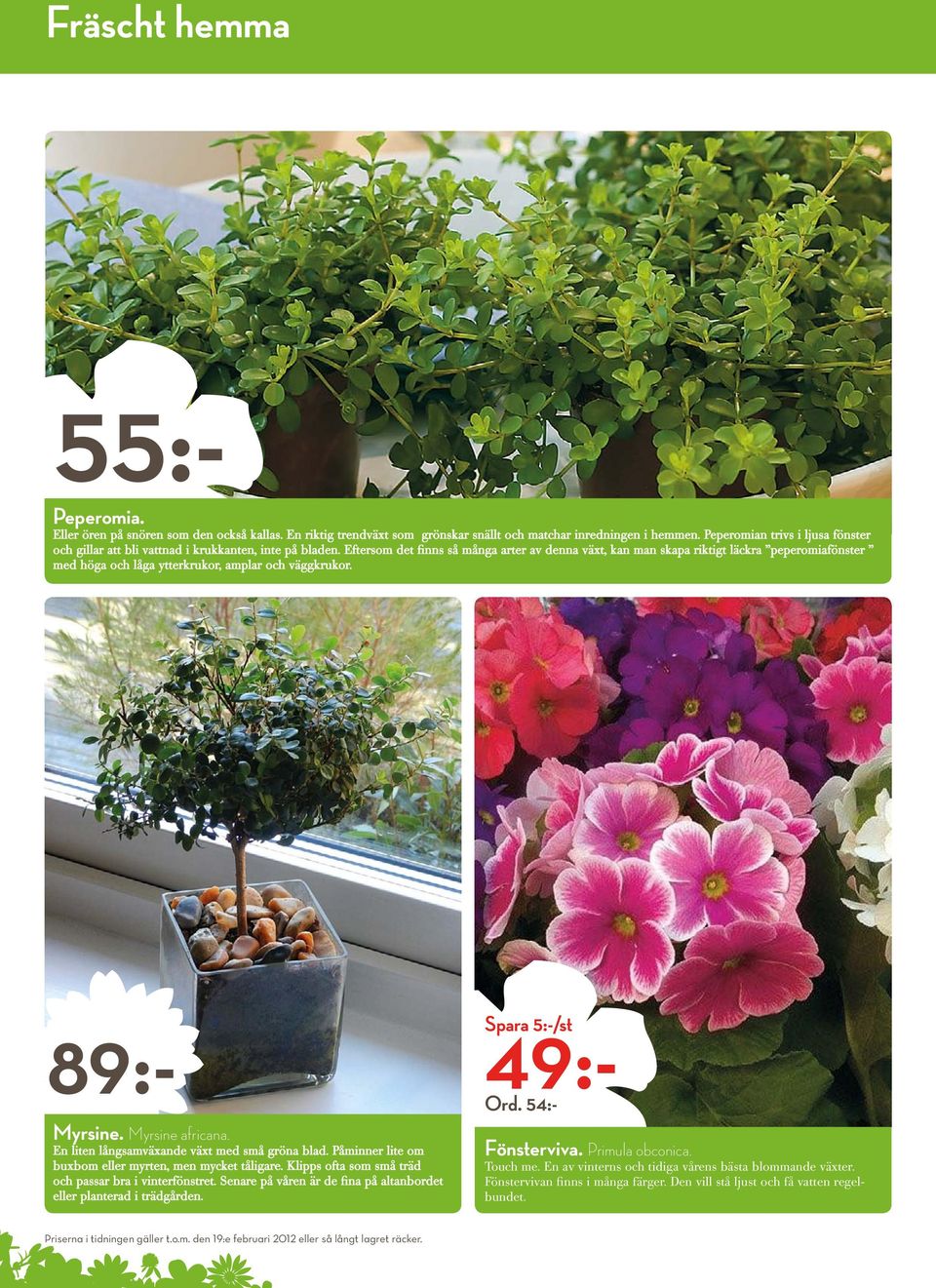 Eftersom det finns så många arter av denna växt, kan man skapa riktigt läckra peperomiafönster med höga och låga ytterkrukor, amplar och väggkrukor. 49:- Spara 5:-/st Ord. 54:- 89:- Myrsine.