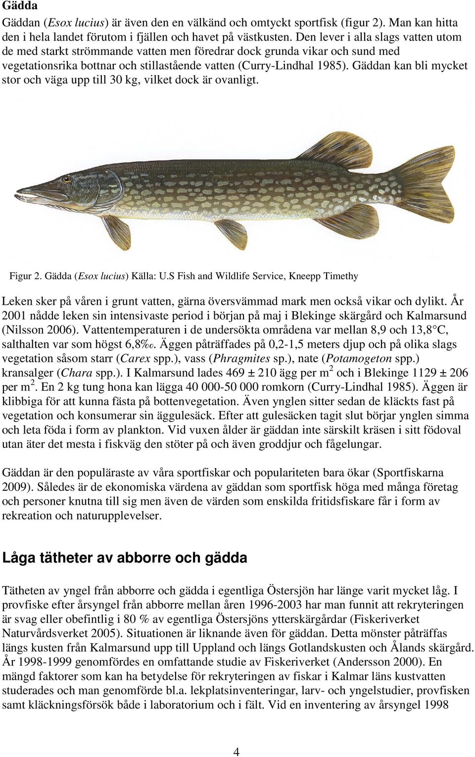 Gäddan kan bli mycket stor och väga upp till 30 kg, vilket dock är ovanligt. Figur 2. Gädda (Esox lucius) Källa: U.