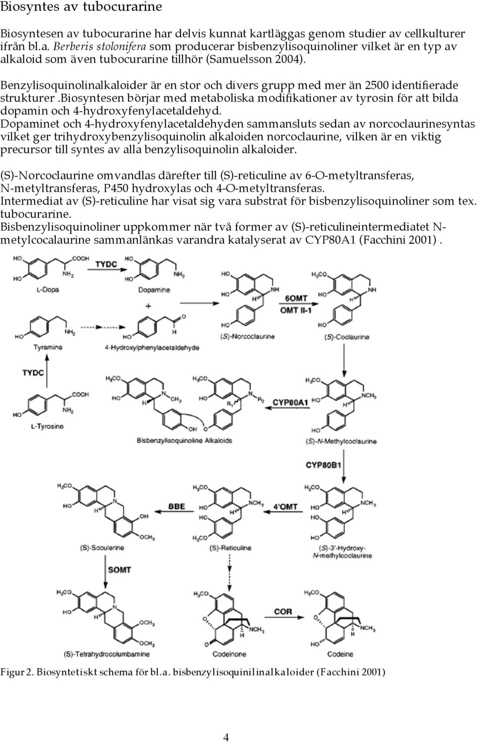 biosyntesen börjar med metaboliska modifikationer av tyrosin för att bilda dopamin och 4-hydroxyfenylacetaldehyd.