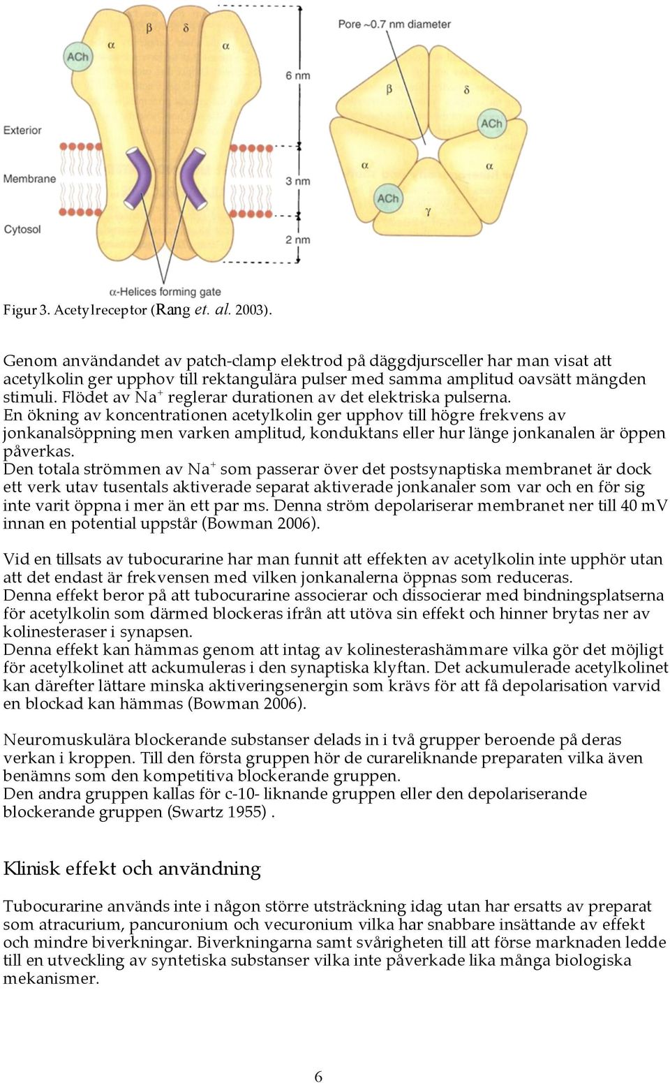 Flödet av Na + reglerar durationen av det elektriska pulserna.