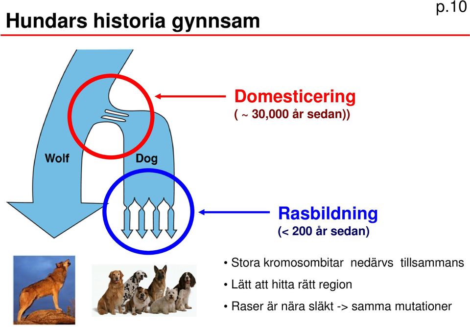 (< 200 år sedan) Stora kromosombitar nedärvs