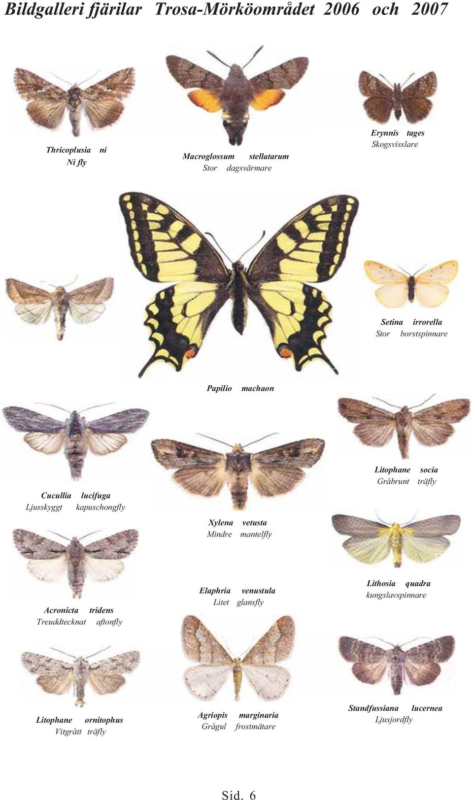 Gråbrunt träfly Xylena Mindre vetusta mantelfly Acronicta tridens Treuddtecknat aftonfly Elaphria venustula Litet glansfly Lithosia