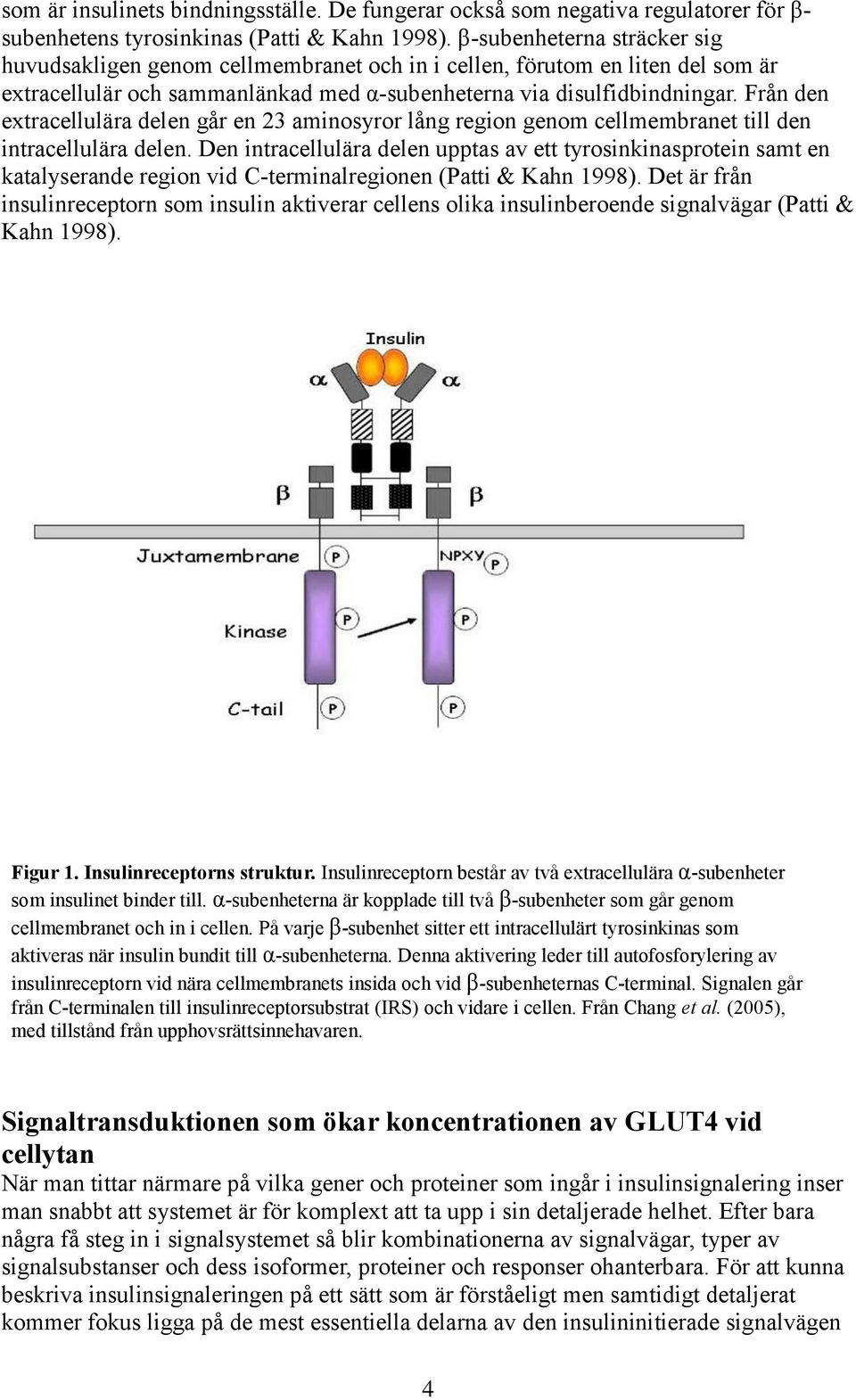 Från den extracellulära delen går en 23 aminosyror lång region genom cellmembranet till den intracellulära delen.