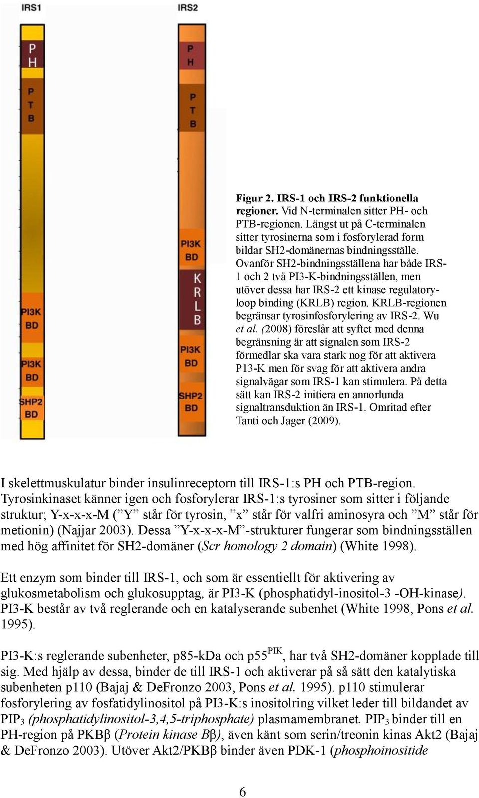 Ovanför SH2-bindningsställena har både IRS- 1 och 2 två PI3-K-bindningsställen, men utöver dessa har IRS-2 ett kinase regulatoryloop binding (KRLB) region.