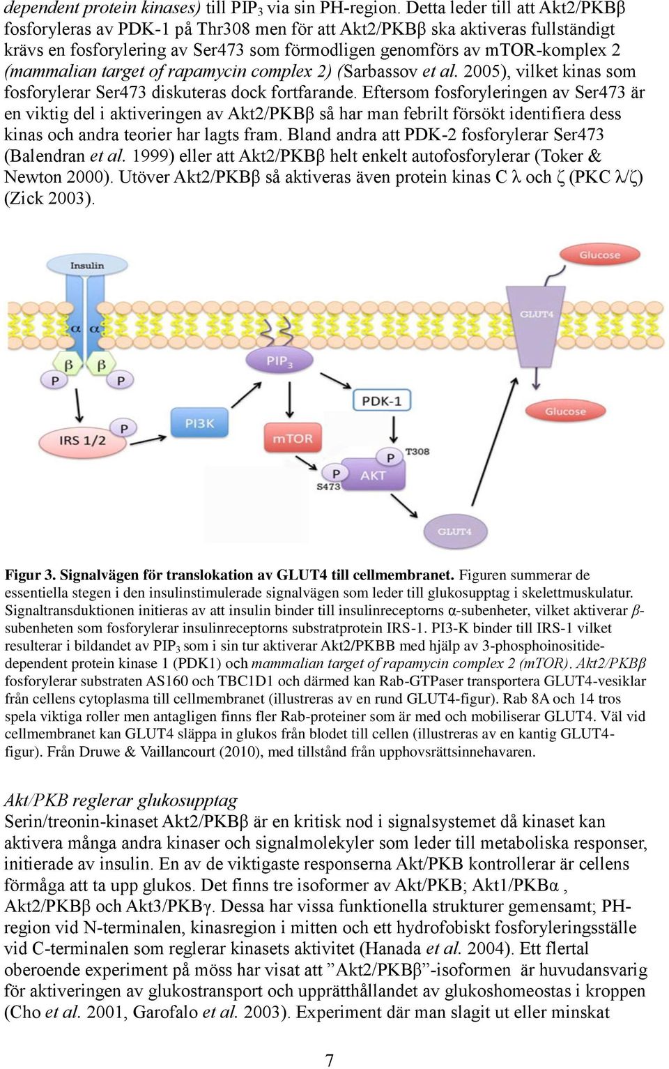 target of rapamycin complex 2) (Sarbassov et al. 2005), vilket kinas som fosforylerar Ser473 diskuteras dock fortfarande.