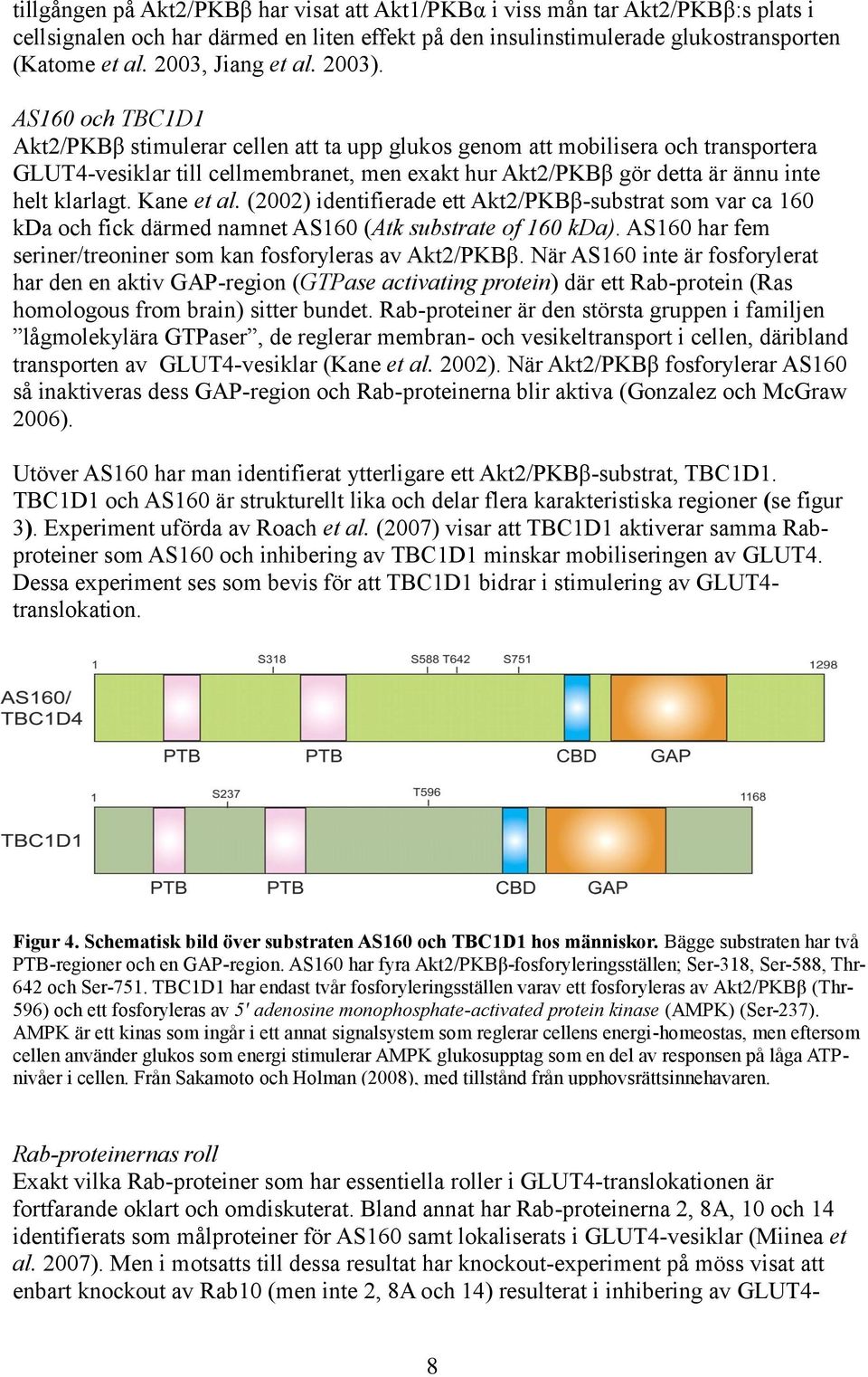 AS160 och TBC1D1 Akt2/PKBβ stimulerar cellen att ta upp glukos genom att mobilisera och transportera GLUT4-vesiklar till cellmembranet, men exakt hur Akt2/PKBβ gör detta är ännu inte helt klarlagt.