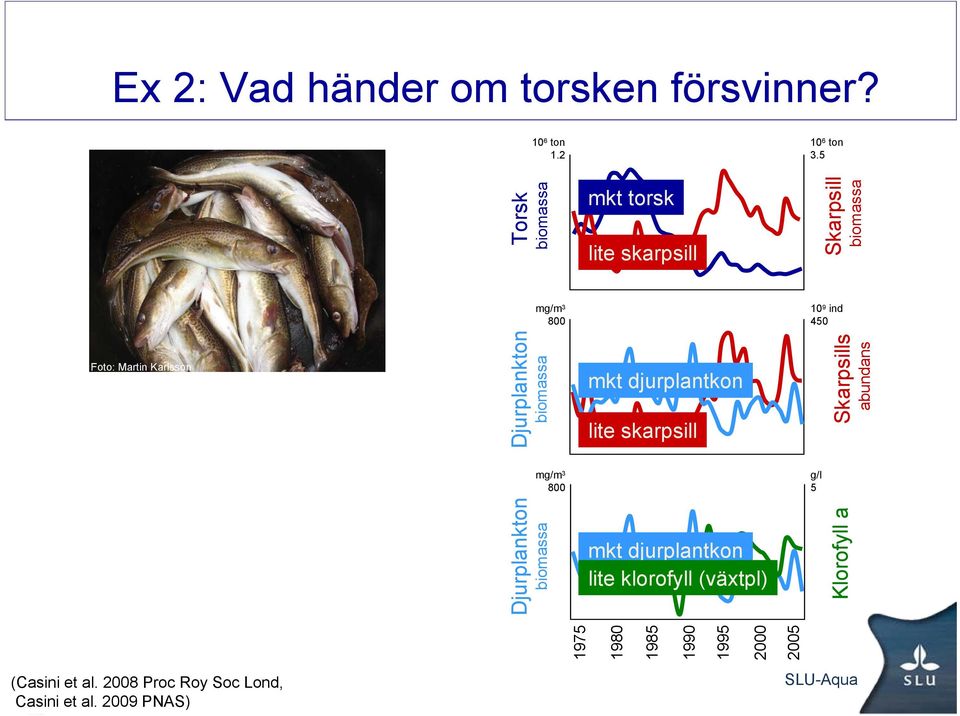 Djurplankton mkt djurplantkon lite skarpsill Skarpsills abundans mg/m 3 800 g/l 5 Djurplankton