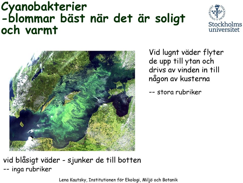 drivs av vinden in till någon av kusterna -- stora