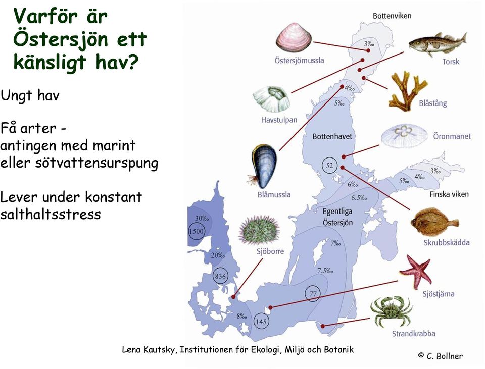 med marint eller sötvattensurspung