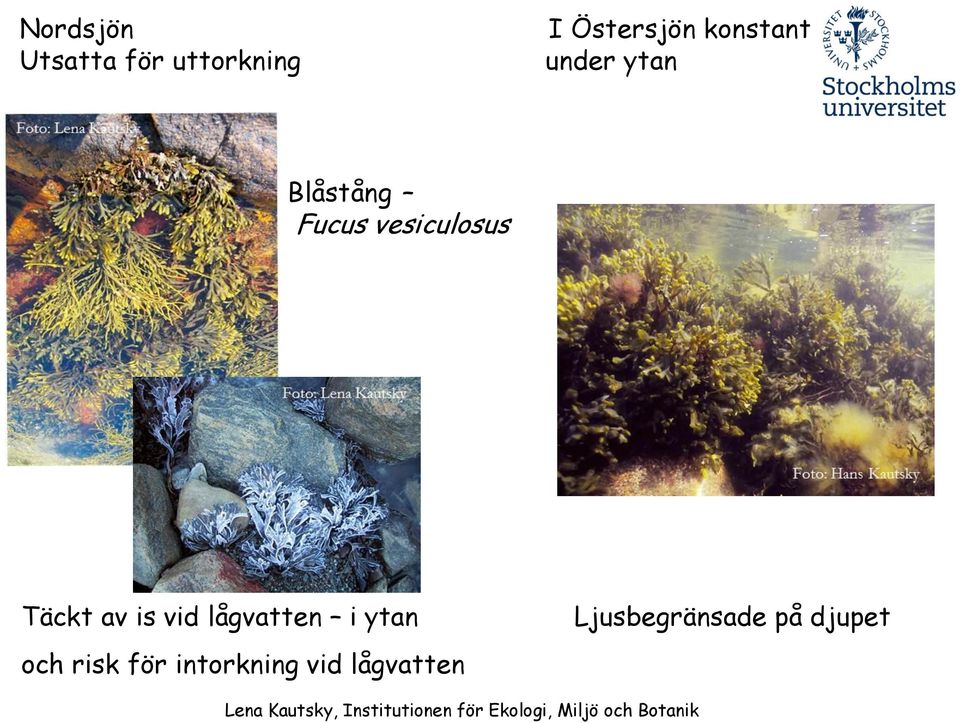 Fucus vesiculosus Täckt av is vid lågvatten i ytan