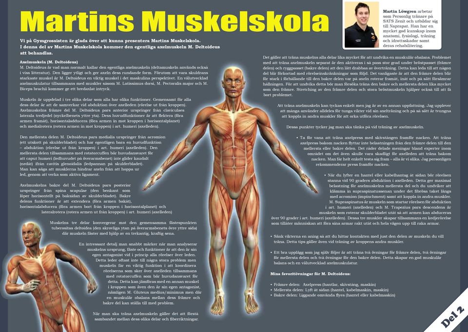 Förutom att vara skuldrans starkaste muskel är M. Deltoideus en viktig muskel i det maskulina perspektivet. En välutvecklad axelmuskulatur tillsammans med muskler såsom M. atissimus dorsi, M.