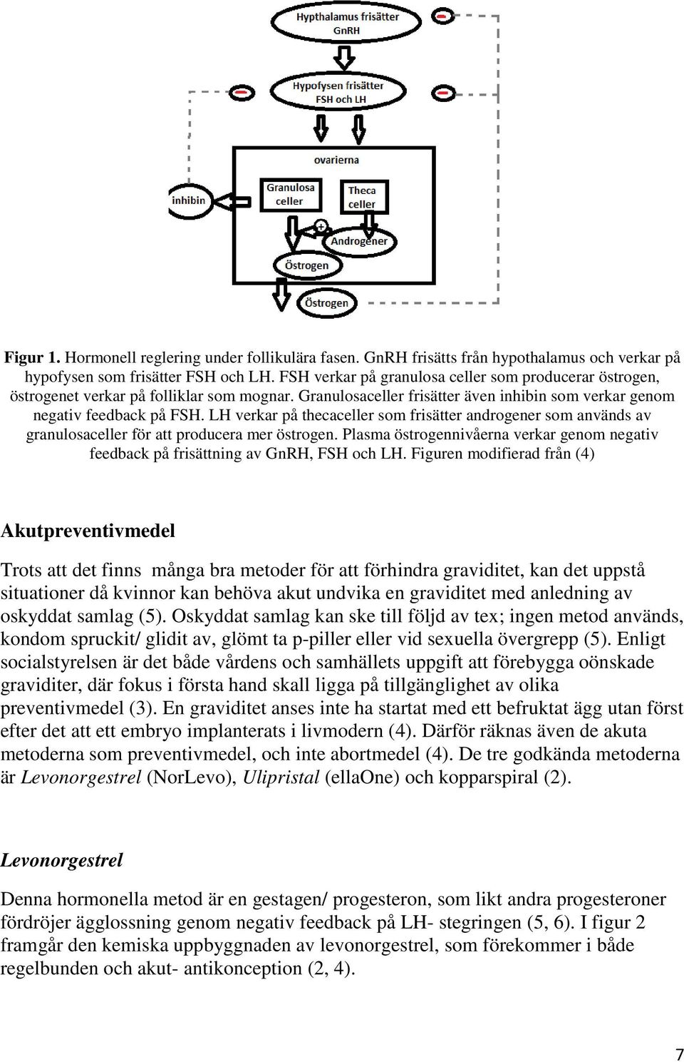 LH verkar på thecaceller som frisätter androgener som används av granulosaceller för att producera mer östrogen.