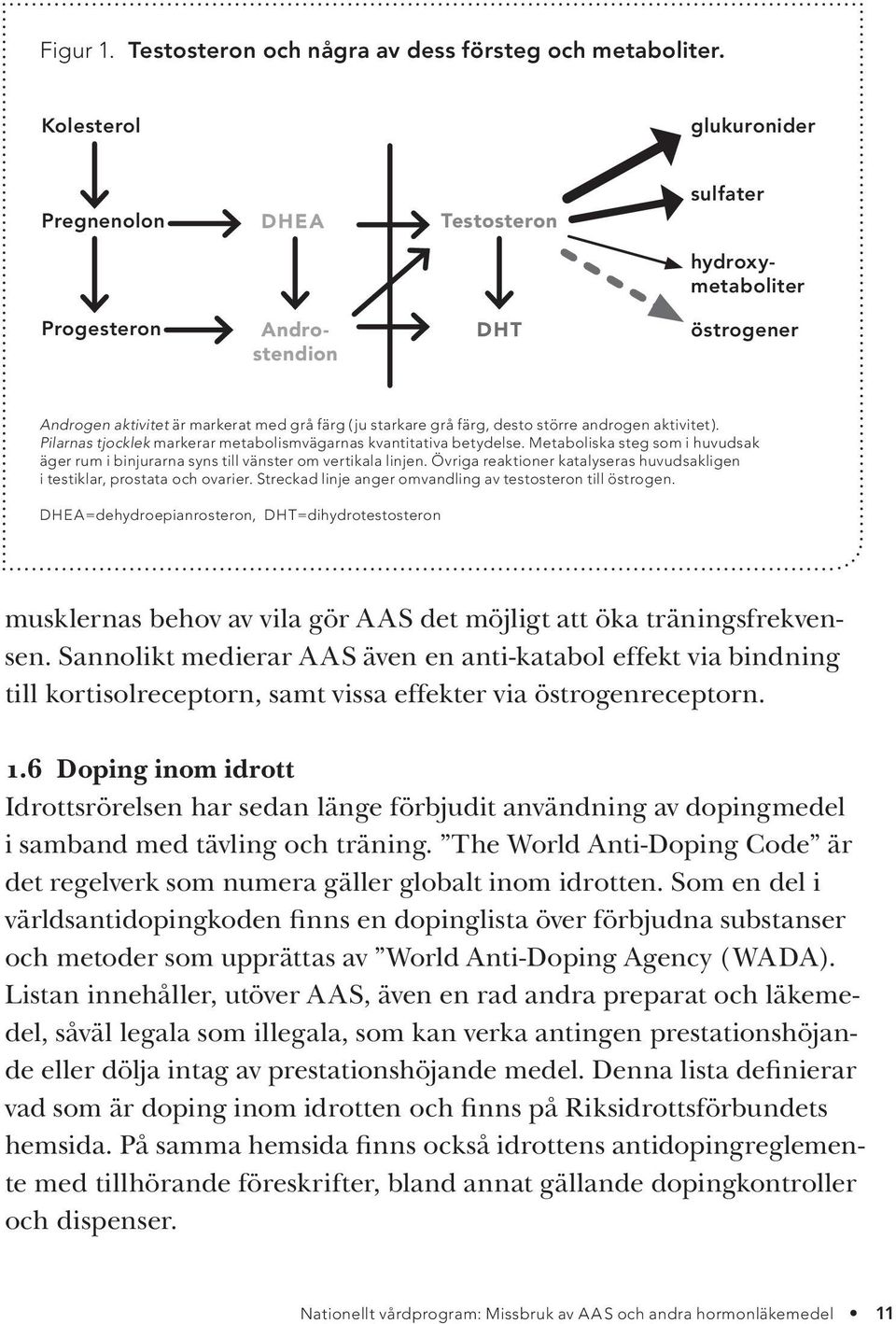 större androgen aktivitet ). Pilarnas tjocklek markerar metabolismvägarnas kvantitativa betydelse. Metaboliska steg som i huvudsak äger rum i binjurarna syns till vänster om vertikala linjen.