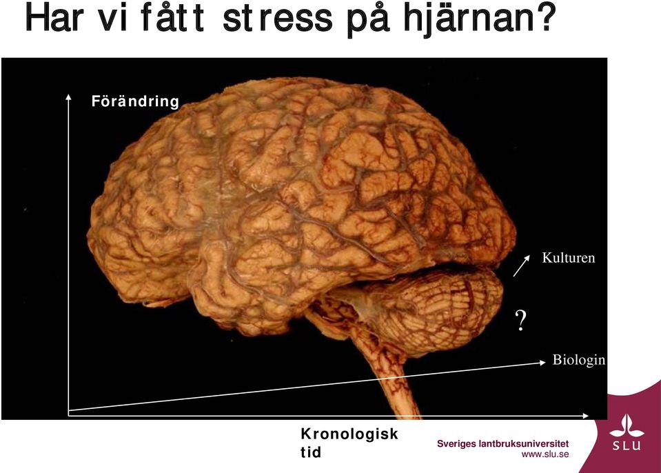 Förändring Kulturen?