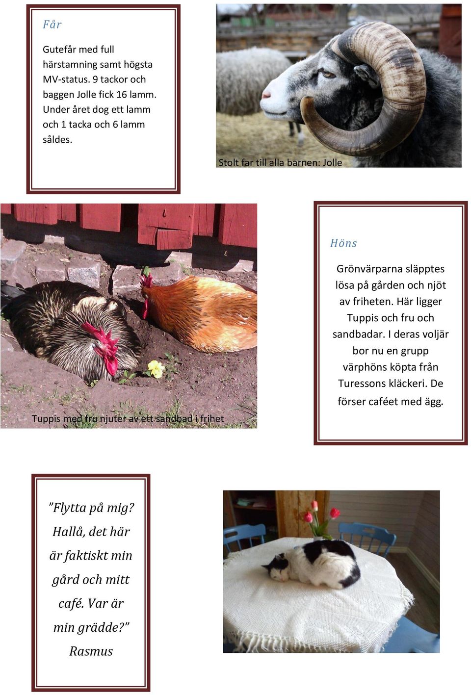 Stolt far till alla barnen: Jolle Höns Tuppis med fru njuter av ett sandbad i frihet Grönvärparna släpptes lösa på gården och njöt