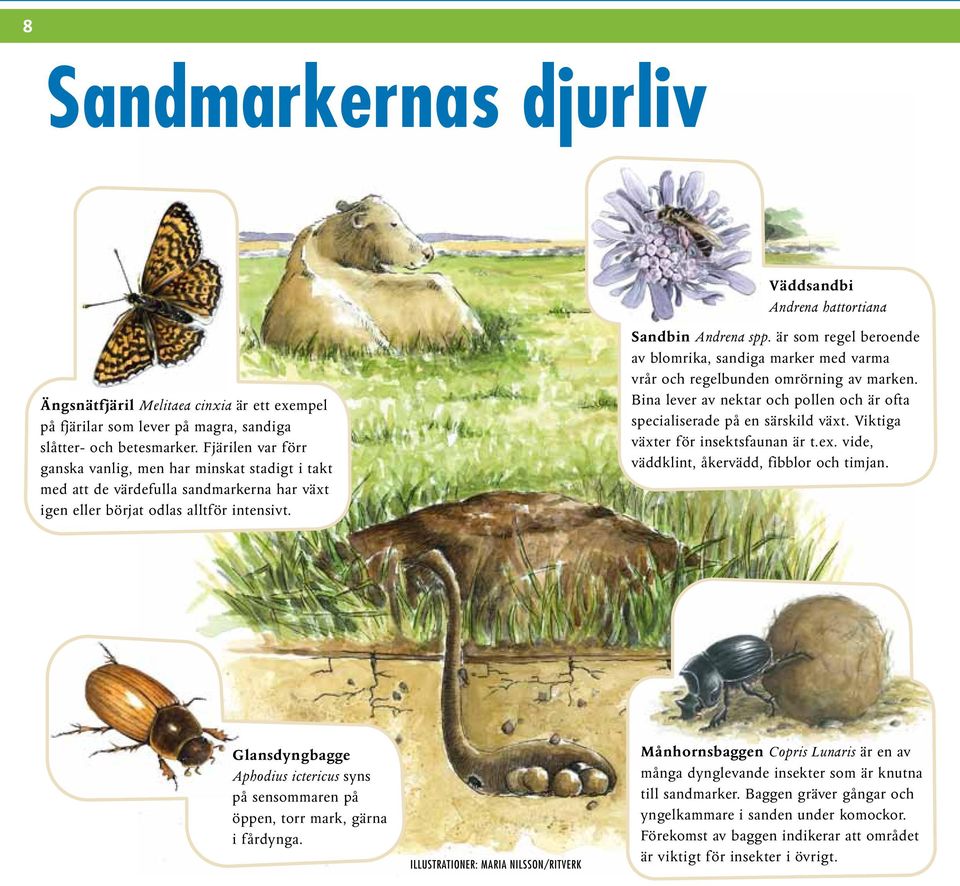 är som regel beroende av blomrika, sandiga marker med varma vrår och regelbunden omrörning av marken. Bina lever av nektar och pollen och är ofta specialiserade på en särskild växt.