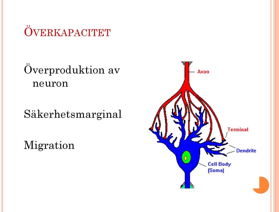 av neuron