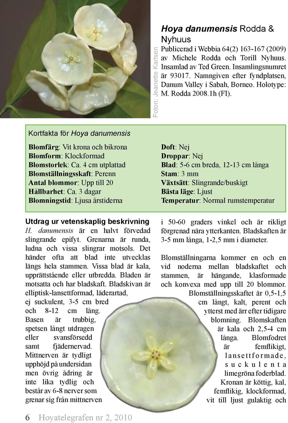 4 cm utplattad Blomställningsskaft: Perenn Antal blommor: Upp till 20 Hållbarhet: Ca. 3 dagar Blomningstid: Ljusa årstiderna Utdrag ur vetenskaplig beskrivning H.