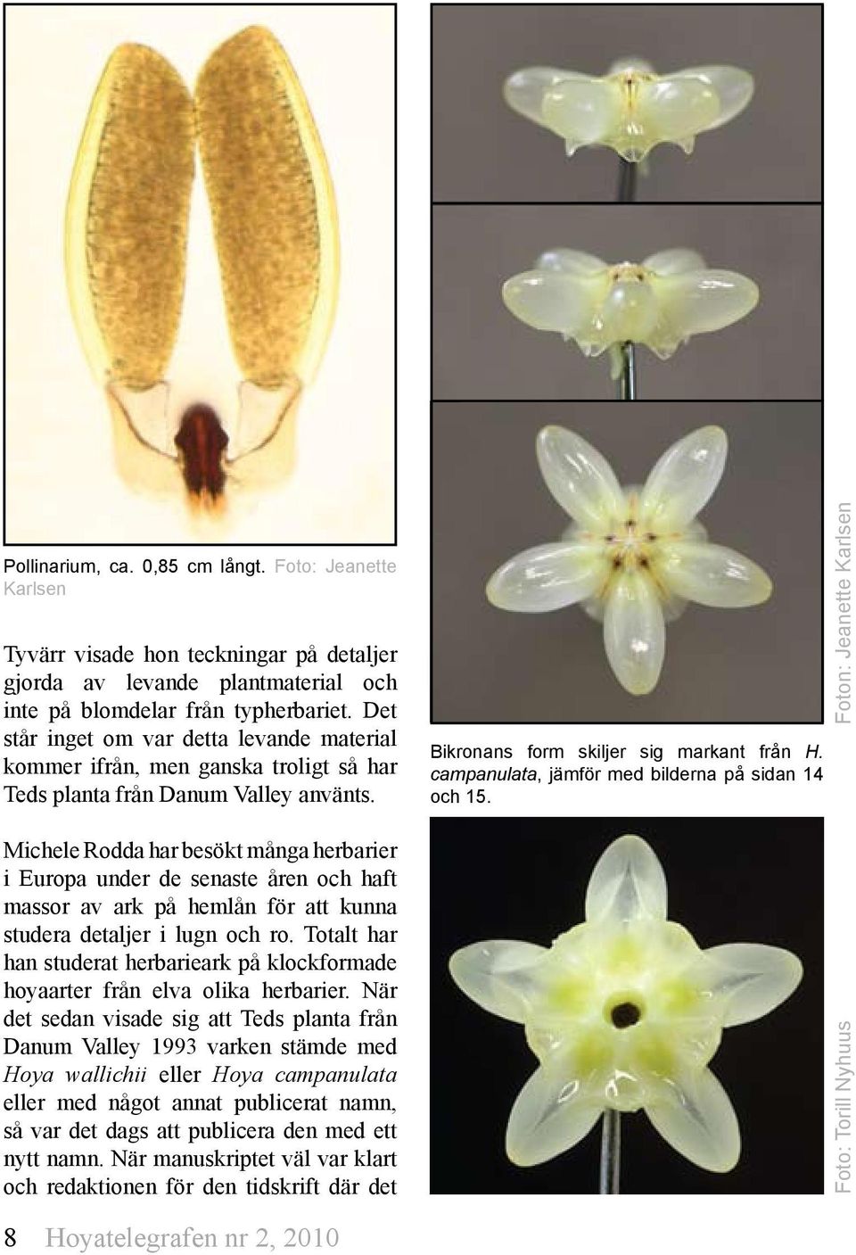 Michele Rodda har besökt många herbarier i Europa under de senaste åren och haft massor av ark på hemlån för att kunna studera detaljer i lugn och ro.