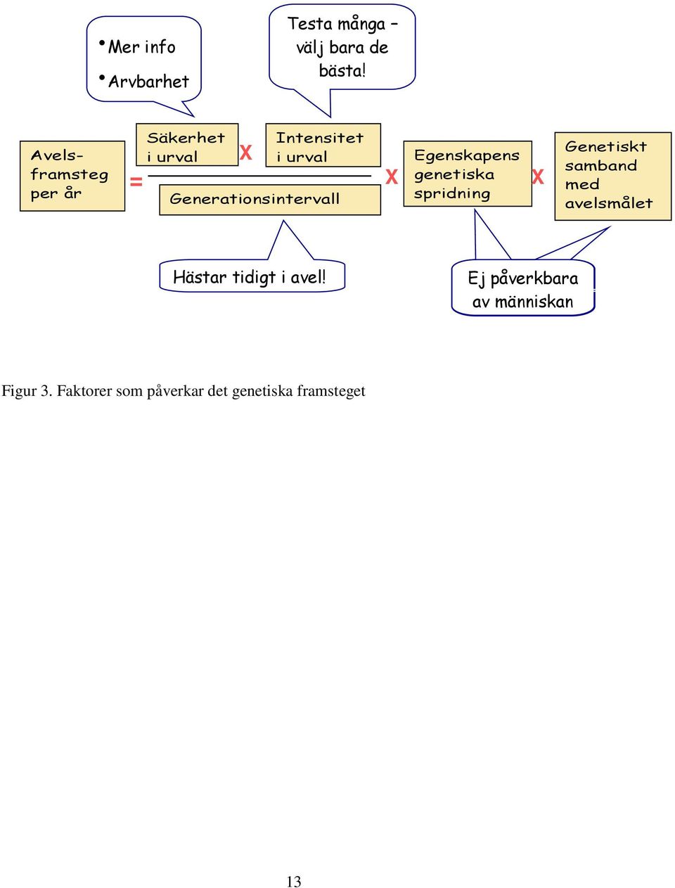 Generationsintervall Egenskapens genetiska spridning X Genetiskt samband med