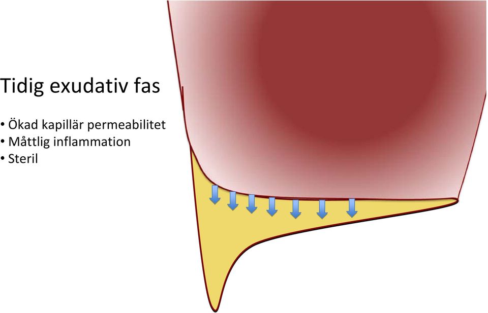 permeabilitet