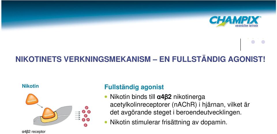 acetylkolinreceptorer (nachr) i hjärnan, vilket är det avgörande