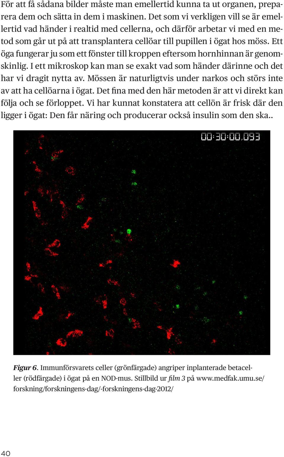Ett öga fungerar ju som ett fönster till kroppen eftersom hornhinnan är genomskinlig. I ett mikroskop kan man se exakt vad som händer därinne och det har vi dragit nytta av.