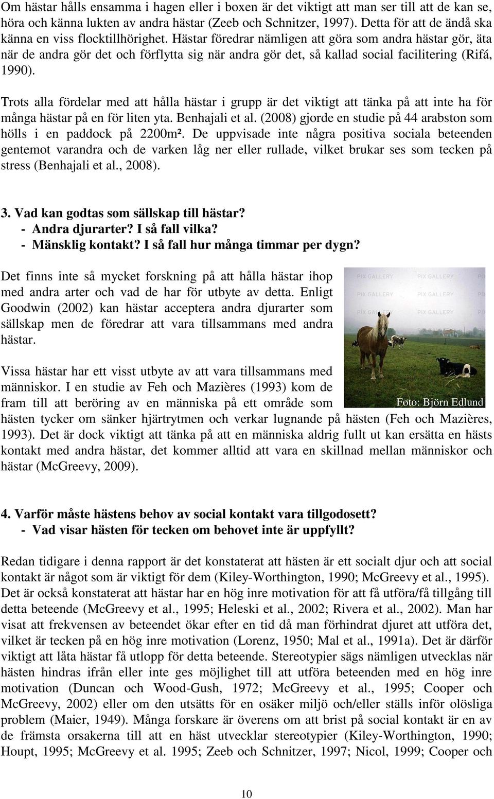 Hästar föredrar nämligen att göra som andra hästar gör, äta när de andra gör det och förflytta sig när andra gör det, så kallad social facilitering (Rifá, 1990).