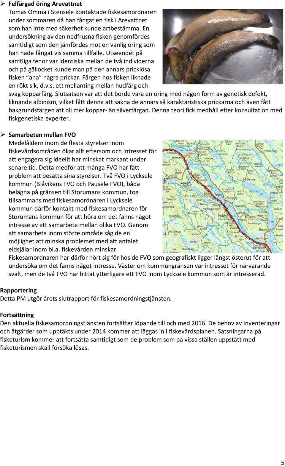 Utseendet på samtliga fenor var identiska mellan de två individerna och på gällocket kunde man på den annars pricklösa fisken ana några prickar. Färgen hos fisken liknade en rökt sik, d.v.s. ett mellanting mellan hudfärg och svag kopparfärg.