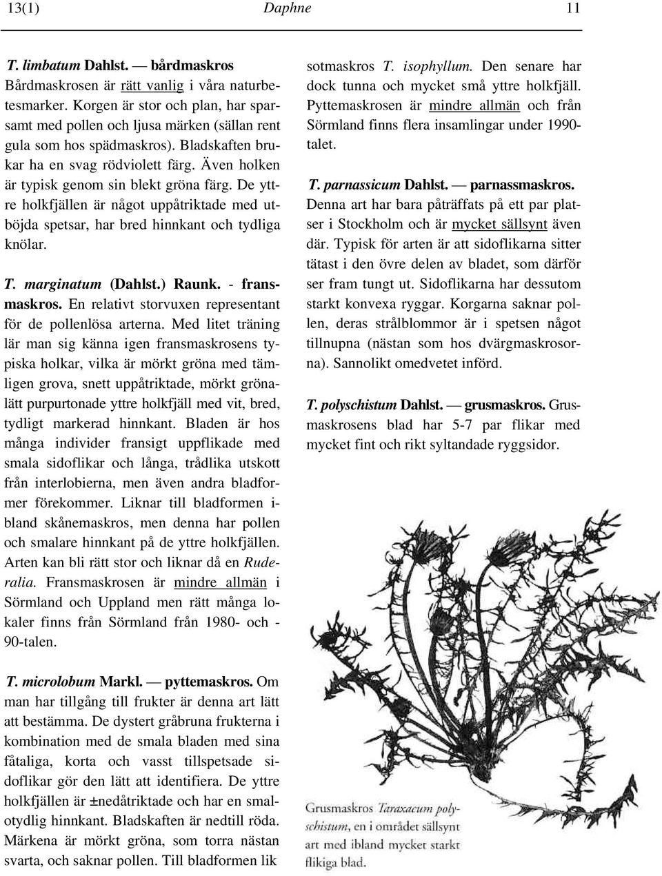 Även holken är typisk genom sin blekt gröna färg. De yttre holkfjällen är något uppåtriktade med utböjda spetsar, har bred hinnkant och tydliga knölar. T. marginatum (Dahlst.) Raunk. - fransmaskros.