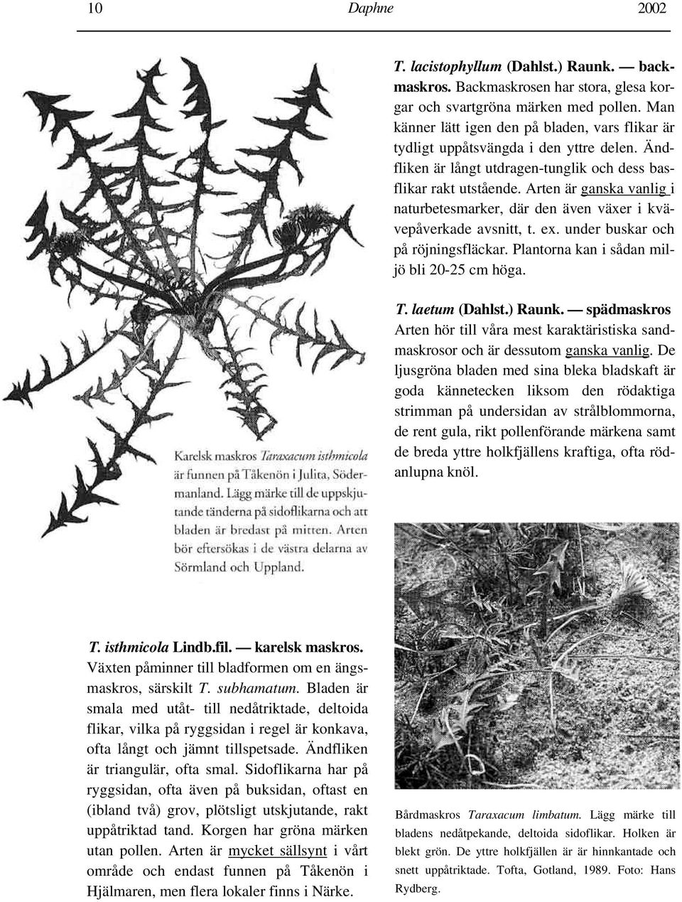 Arten är ganska vanlig i naturbetesmarker, där den även växer i kvävepåverkade avsnitt, t. ex. under buskar och på röjningsfläckar. Plantorna kan i sådan miljö bli 20-25 cm höga. T. laetum (Dahlst.