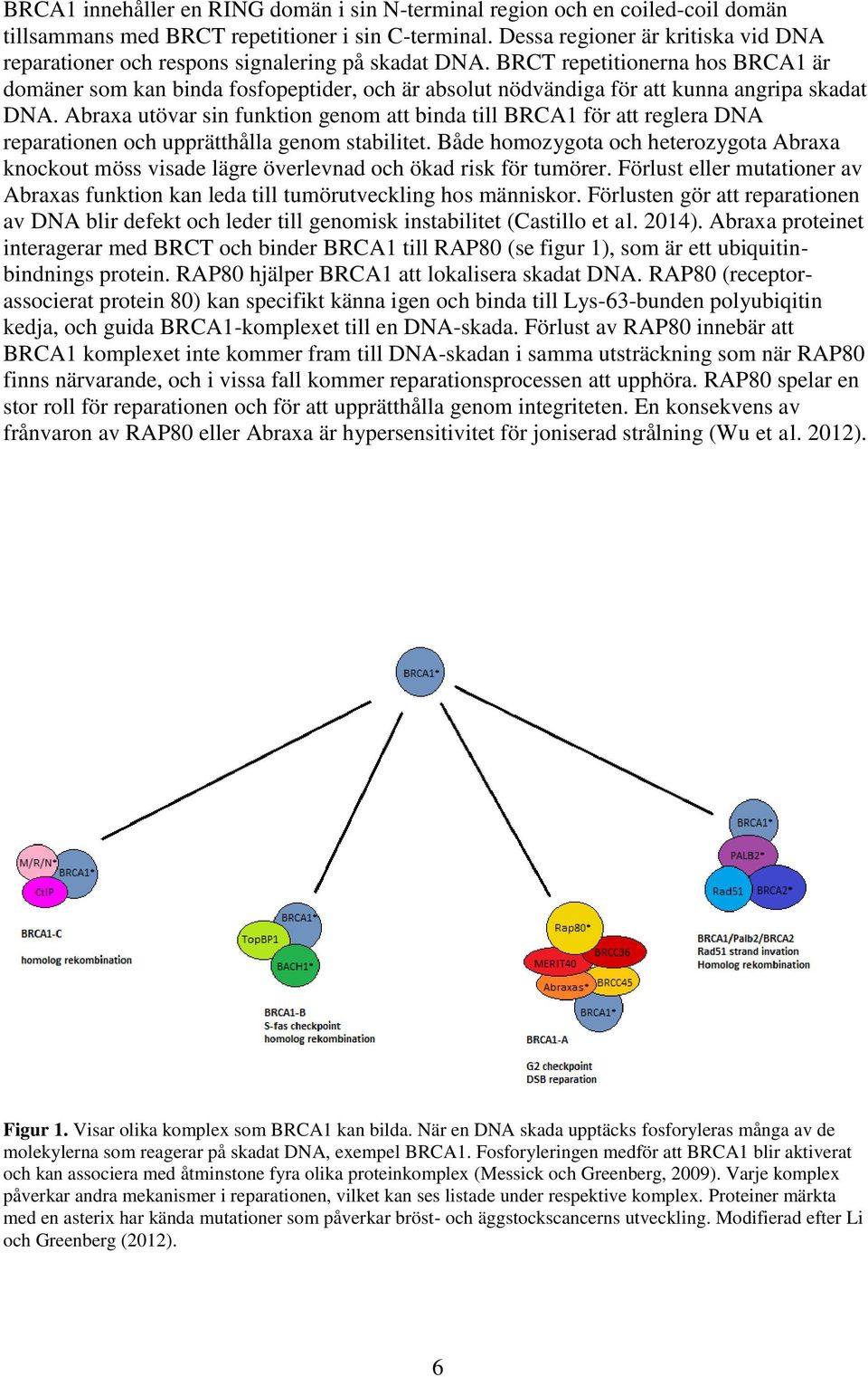 BRCT repetitionerna hos BRCA1 är domäner som kan binda fosfopeptider, och är absolut nödvändiga för att kunna angripa skadat DNA.